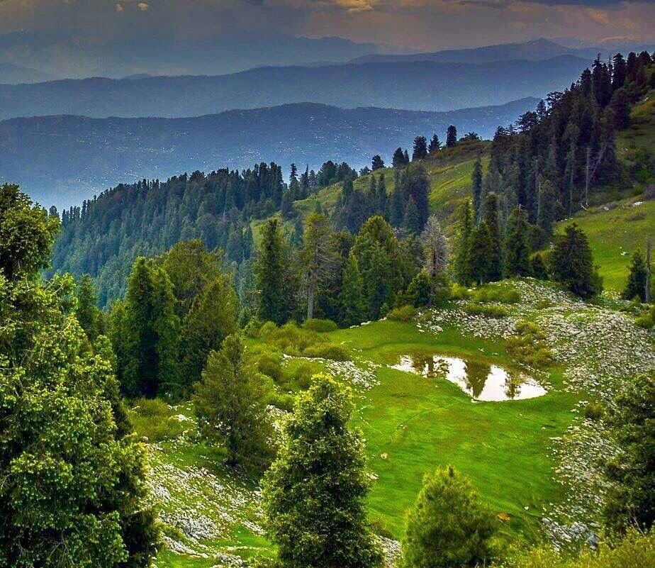 Mushkpuri Top